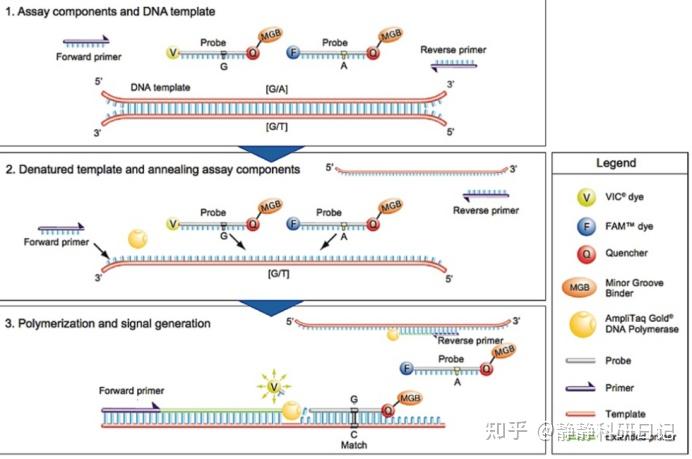 等位基因特异性PCR(AS-PCR):突变阻滞扩增系统是什么? - 知乎
