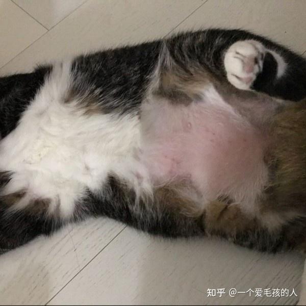 猫咪肚子长红点是什么呀该怎么办