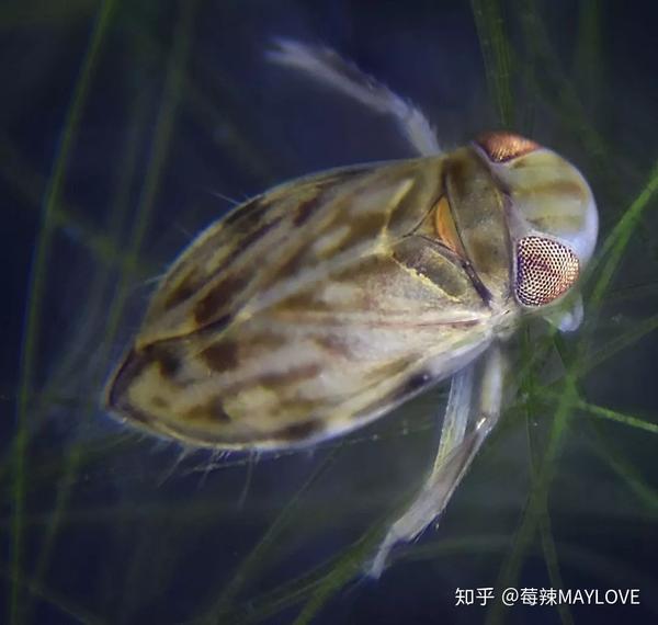 竟有人把丁丁增长了27厘米?!关于丁丁的吉尼斯世界纪录 - 知乎