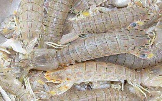 手把手教您如何挑选皮皮虾