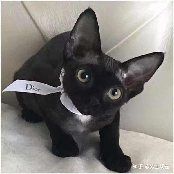 德文卷毛猫对温度要求很高 - 知乎