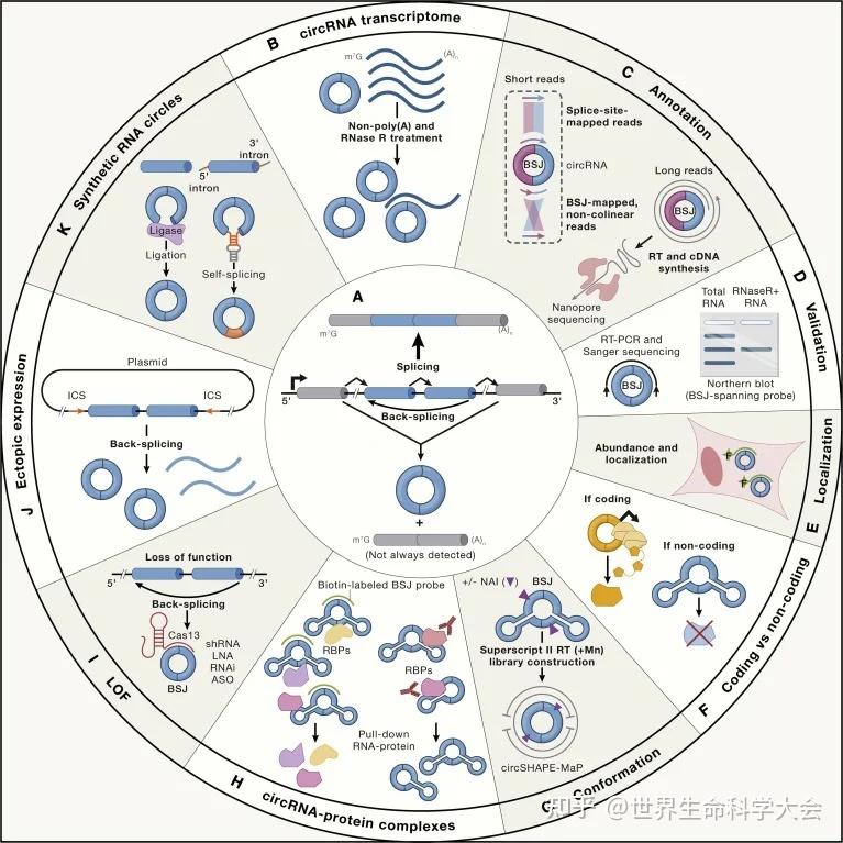 Nature Rna