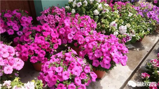 秋播第一步 千万别走错 不然一年白忙活 知乎