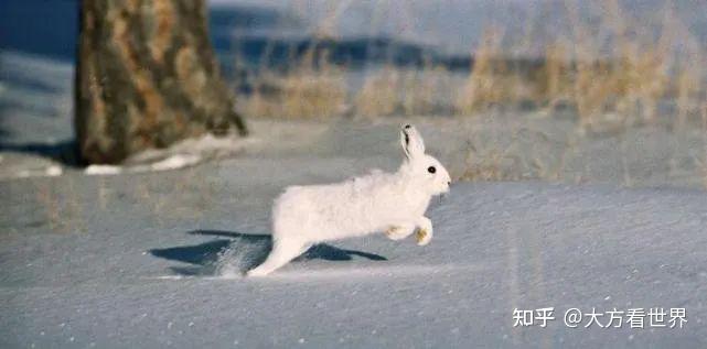 龟毛兔角 zhuanlan.zhihu.com
