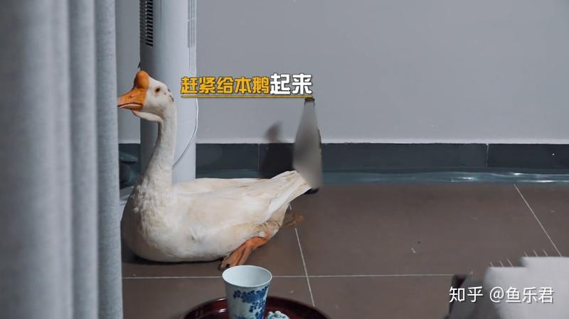 知乎