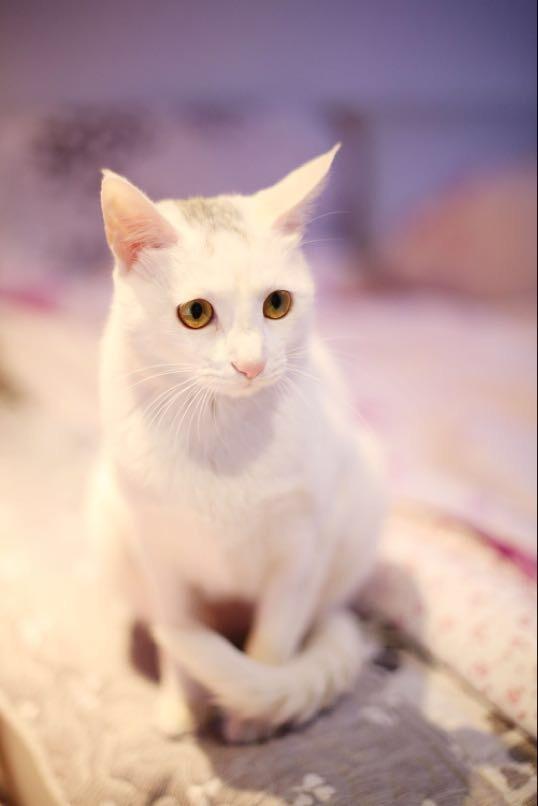 吸猫大会：中华田园猫皮皮- 知乎