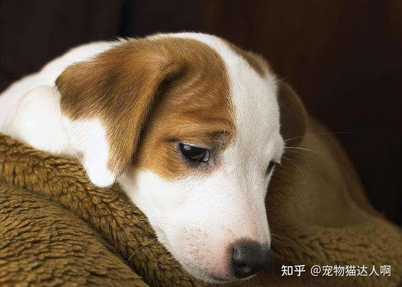 狗狗为何"抖毛"?原来有这6个含义,铲屎官别忽略了! - 知乎