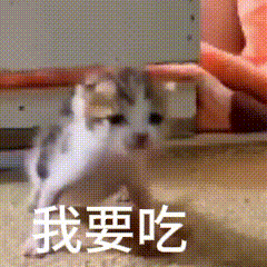 网红猫meme表情包第一弹(震惊猫) - 知乎