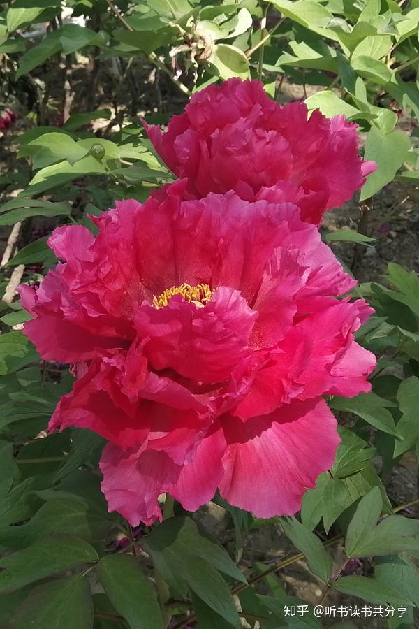 众香国里最鲜艳，花开时节动京城