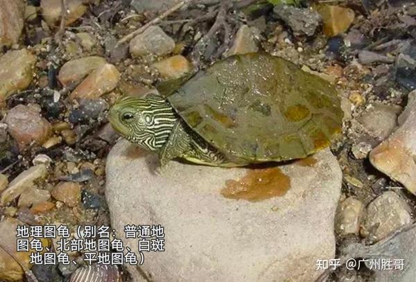 地图龟是龟界的哈士奇，也是适合新手饲养的观赏龟，地图龟有13种 - 知乎