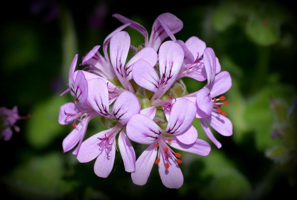 居家芳疗应用之纯露篇天竺葵