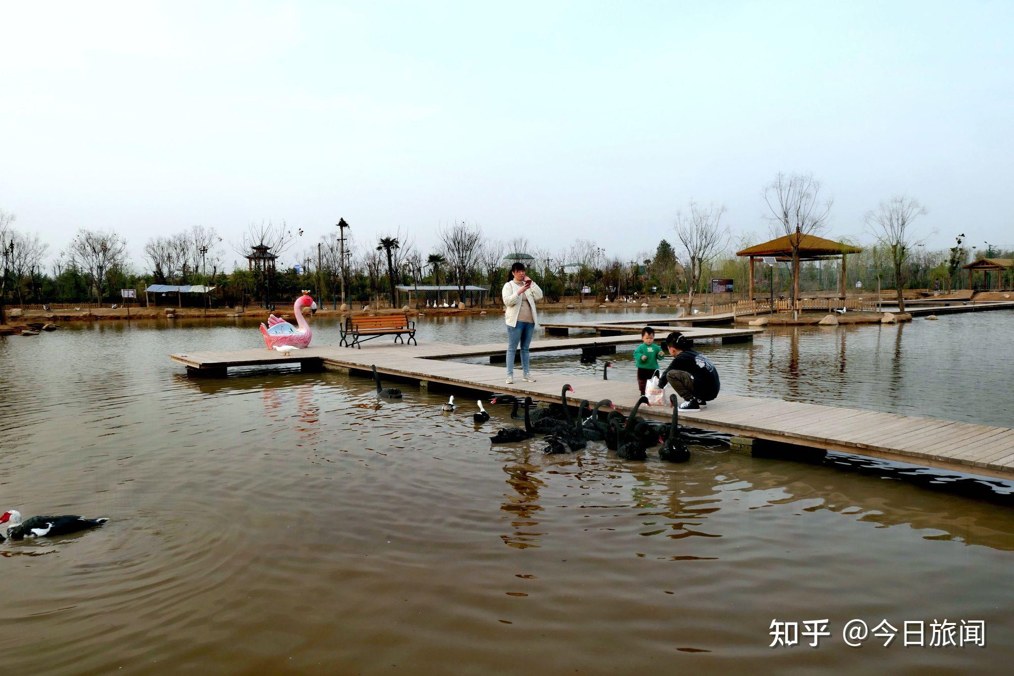 在伊河湿地游园动物园内,天鹅湖占有较大面积,水面上有栈道深入其中