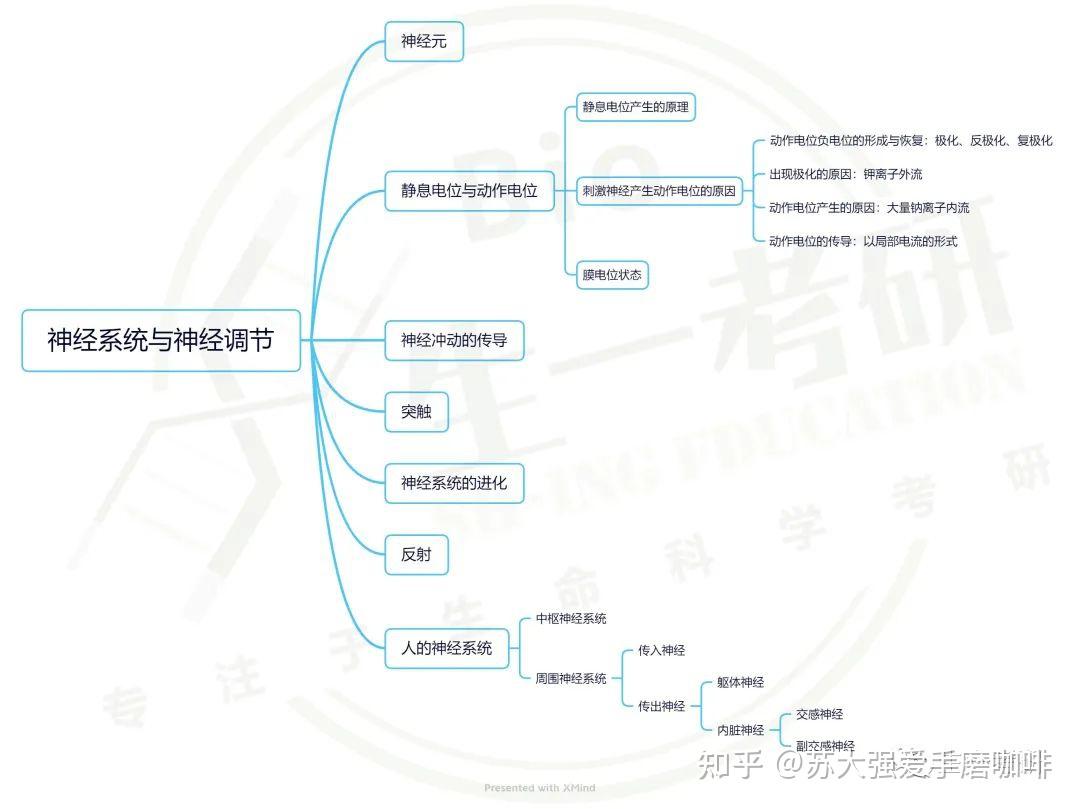 普通生物学思维导图 神经系统与神经调节 知乎 