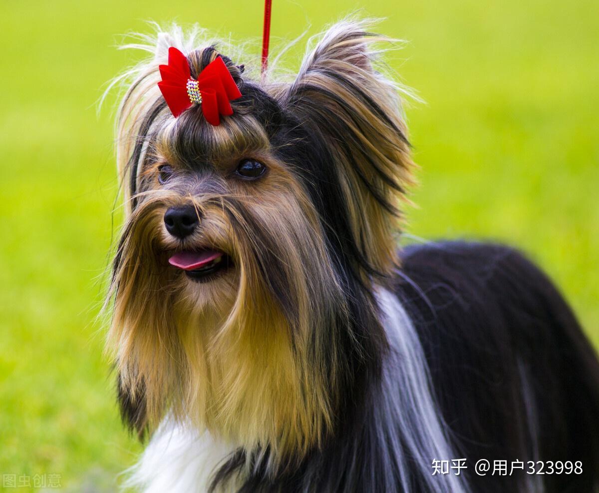 約克夏雖然體型小,但是十分愛叫,嗓門大,警惕性高.