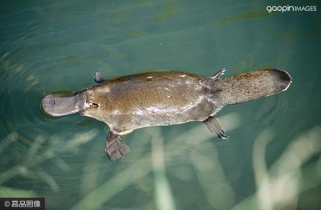 platypus fila