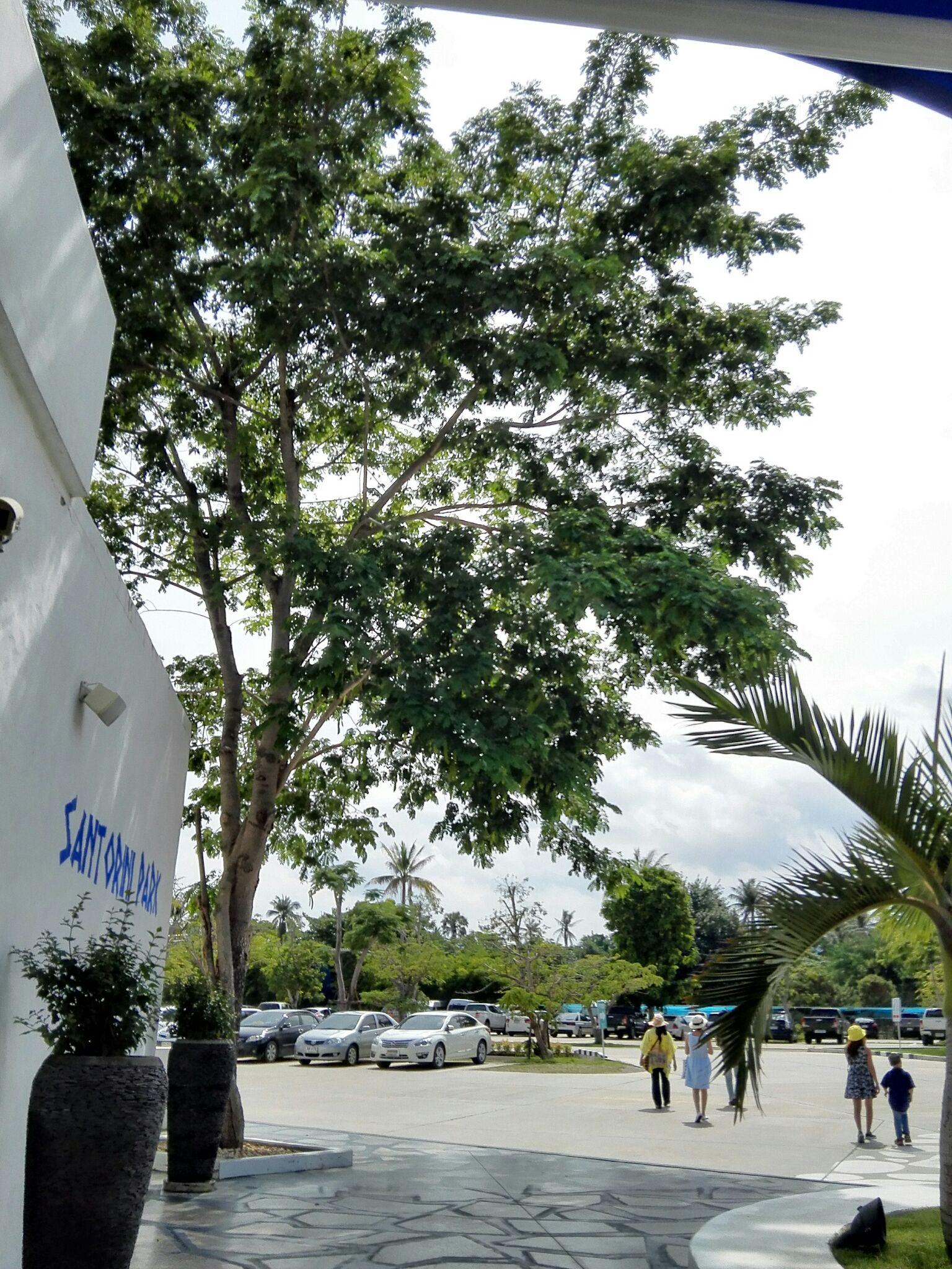 大神们推荐一个靠谱的泰国代购和德国代购吧!