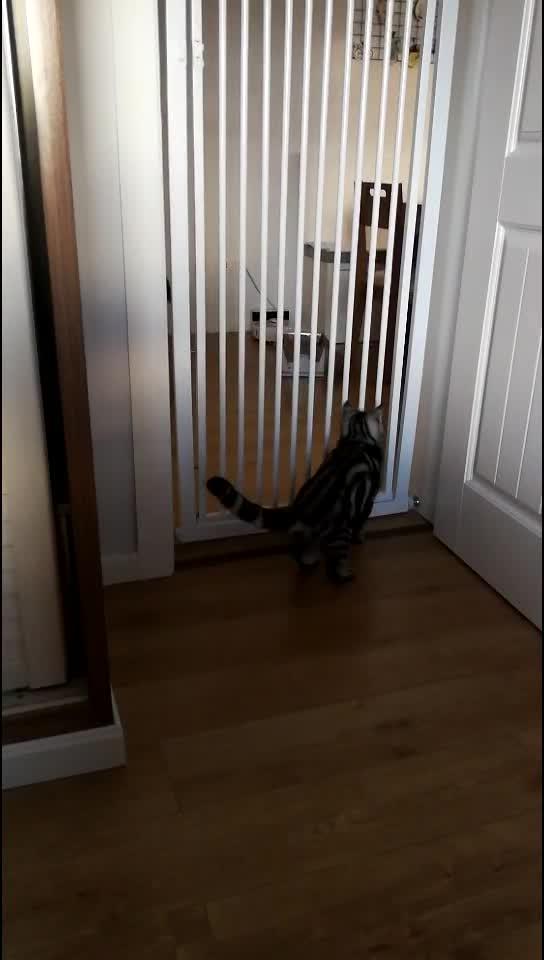 如何才能不让猫进卧室 v2-b02a58f85fa07574f350661c359aac6d.jpg