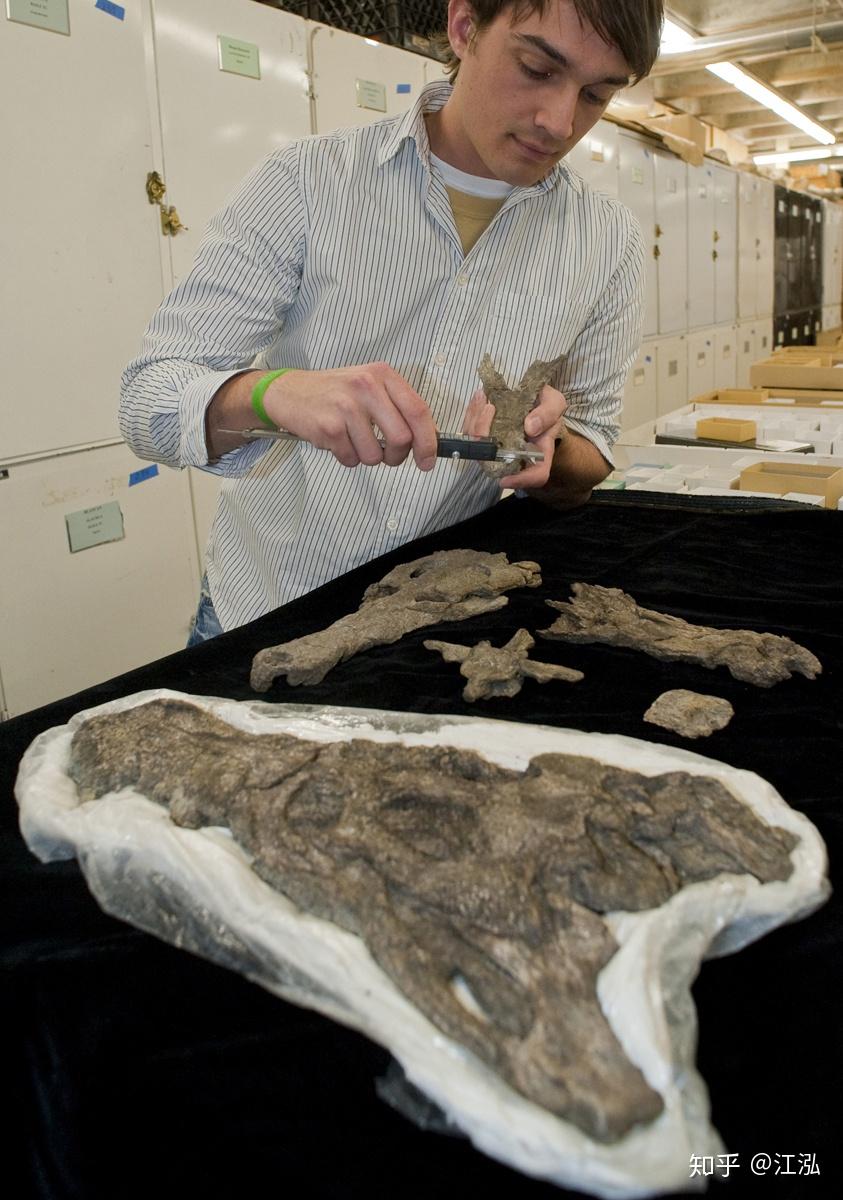 图片来自网络大量发现的化石为我们了解这种来自南美洲的史前巨蛇提供