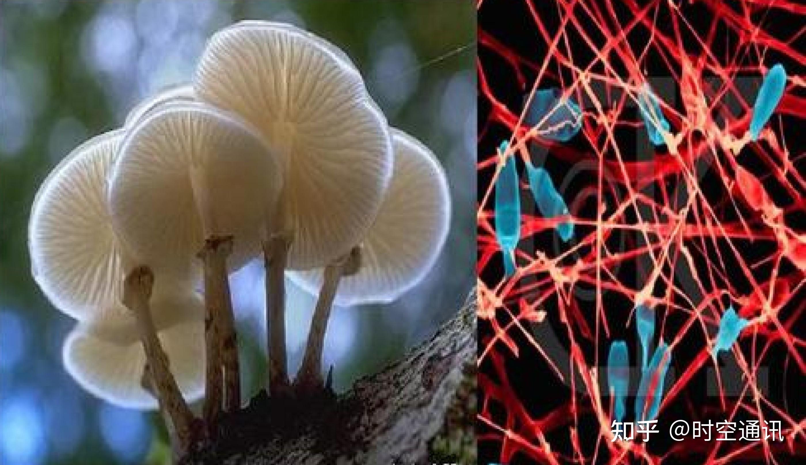 这个消息的来源并非民间流言,而是中国科学院微生物学家魏立新博士,和