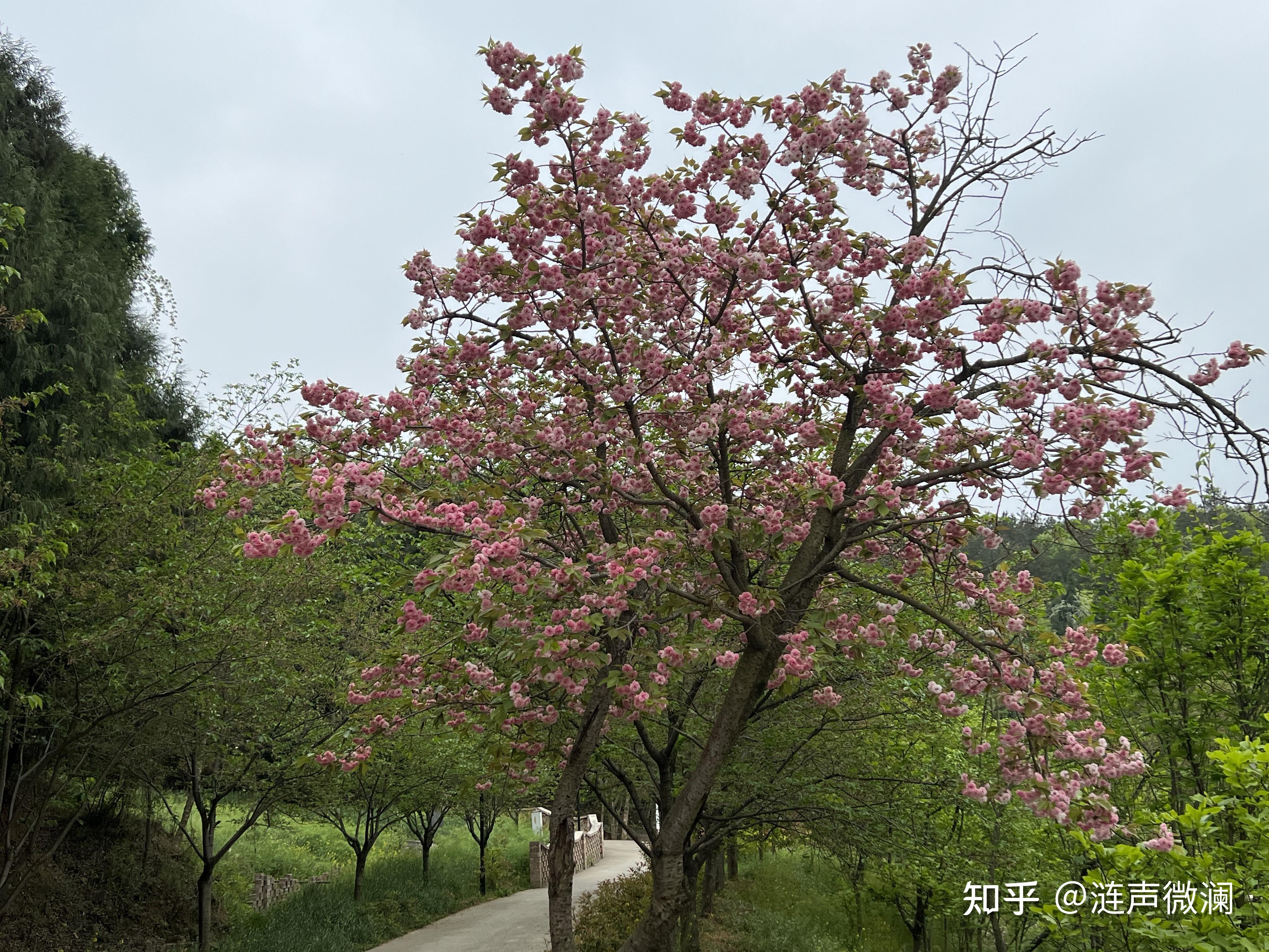 绵阳樱花谷风景区图片