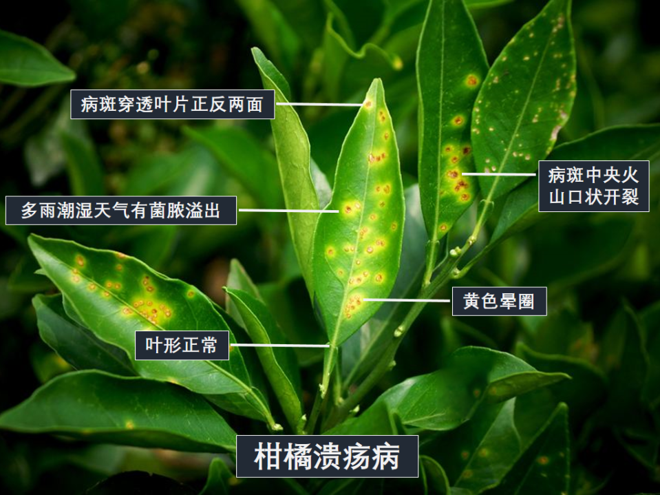 柑橘溃疡病柑橘溃疡病是脐橙较易发生,为害性较大的一种细菌性病害,为