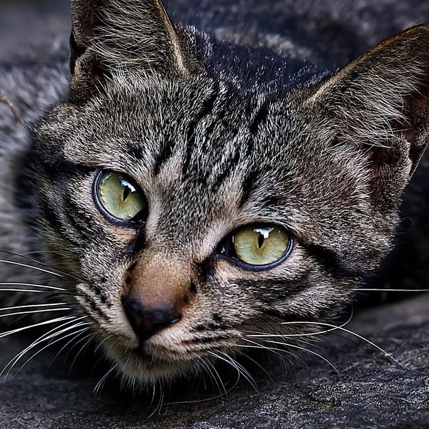铁头小猫熊
