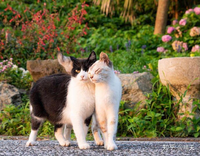 在樱花树下,两只猫结伴同行,互相依靠,画面太唯美了,羡慕这样的爱情.