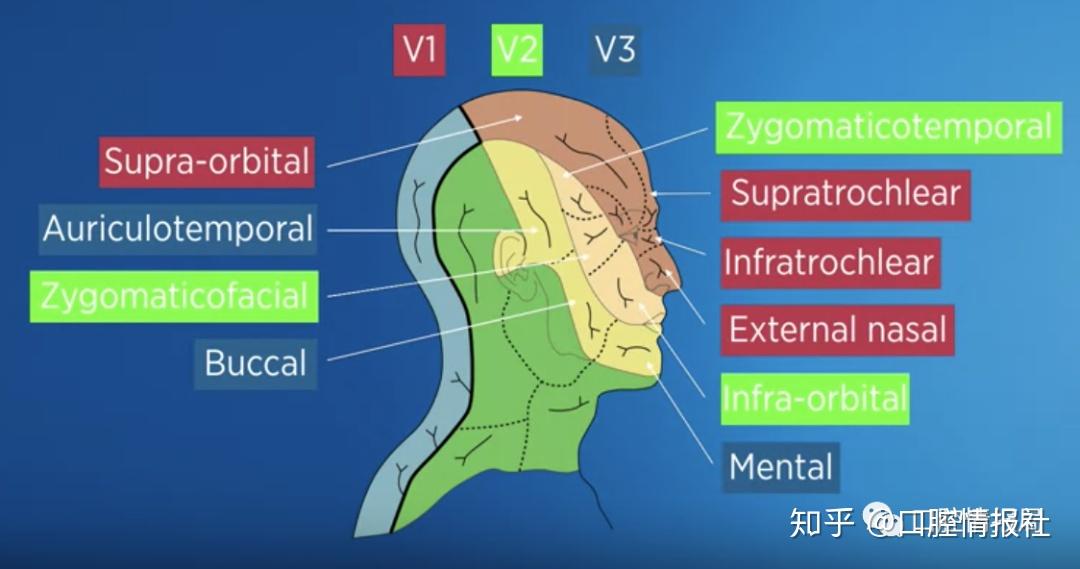 【口腔种植系列】2.2.1 解剖学:上颌骨 - 知乎