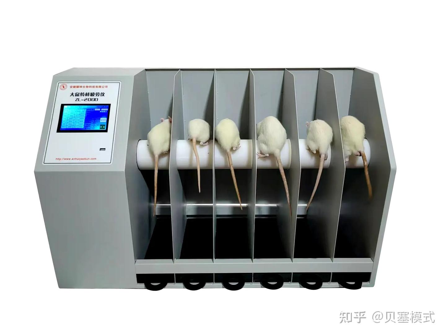 动物行为学转棒实验（Rotarod test，RT） - 知乎