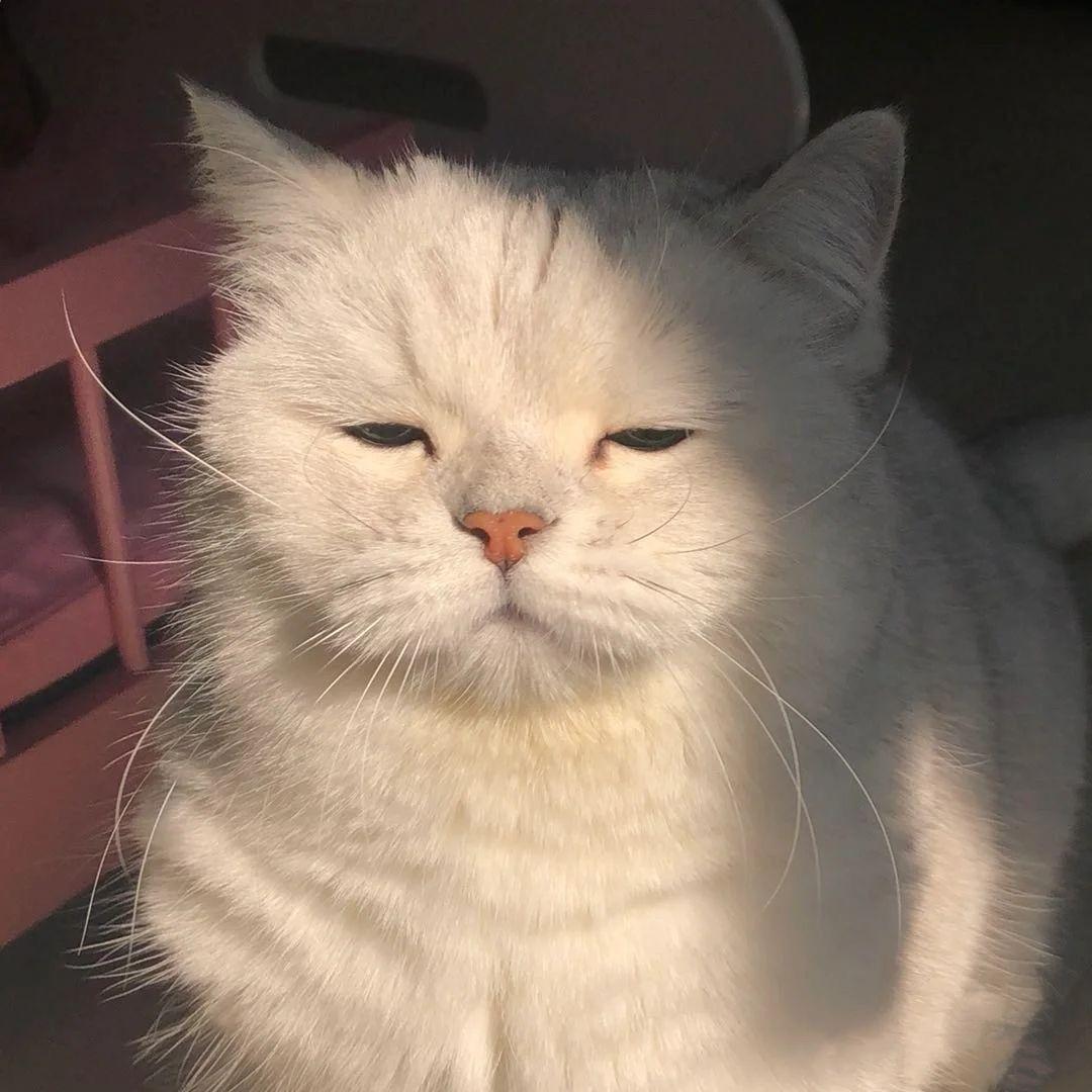 有没有看上去酷酷的男生猫头像
