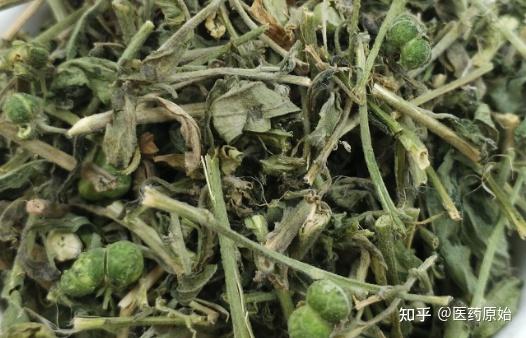 带你识别透骨草 - 知乎