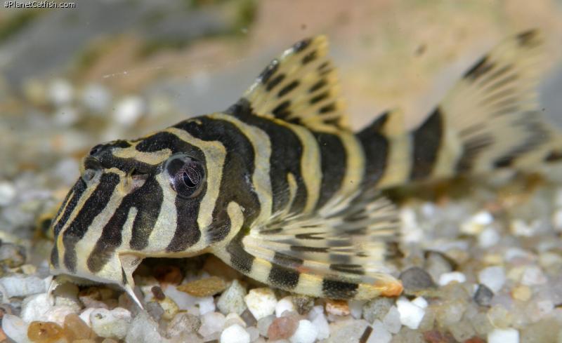 loricariidae吸甲鯰科異型魚的演化生物學與飼養綜述