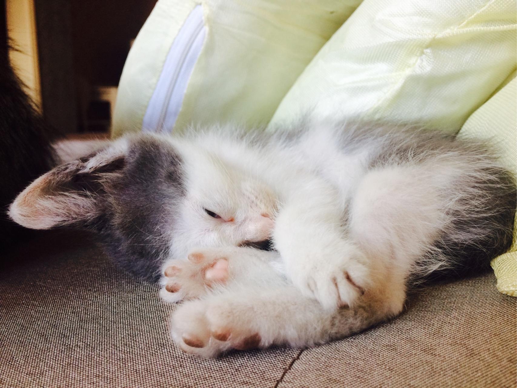 家里有两只猫,小猫看起来很小,但是已经在吃猫