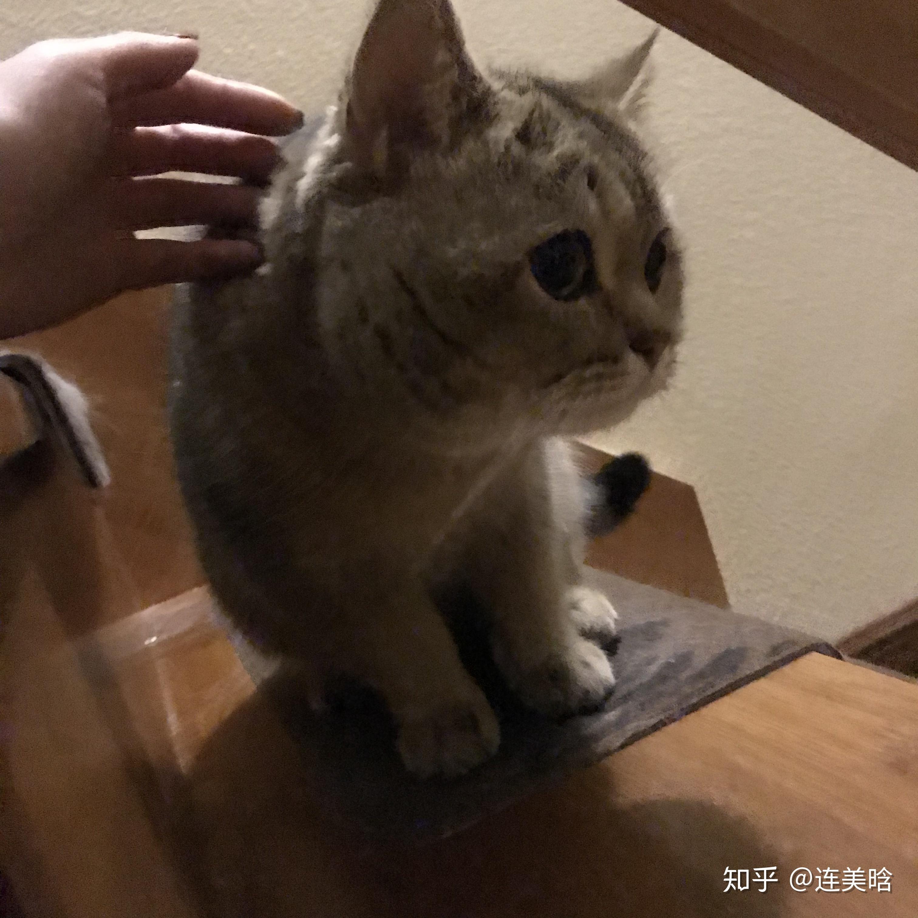 猫咪怎么才能变得很胖 v2-b09466c40554721a23eb636a792ac8bd_r.jpg