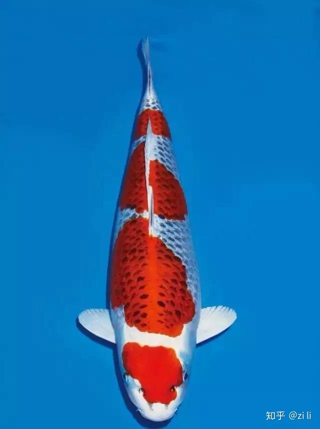 机械重金属之美孔雀鲤