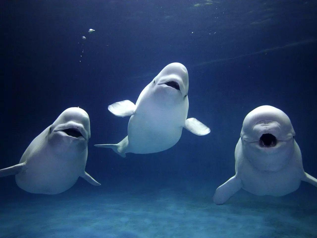 白色海豚和白鲸图片