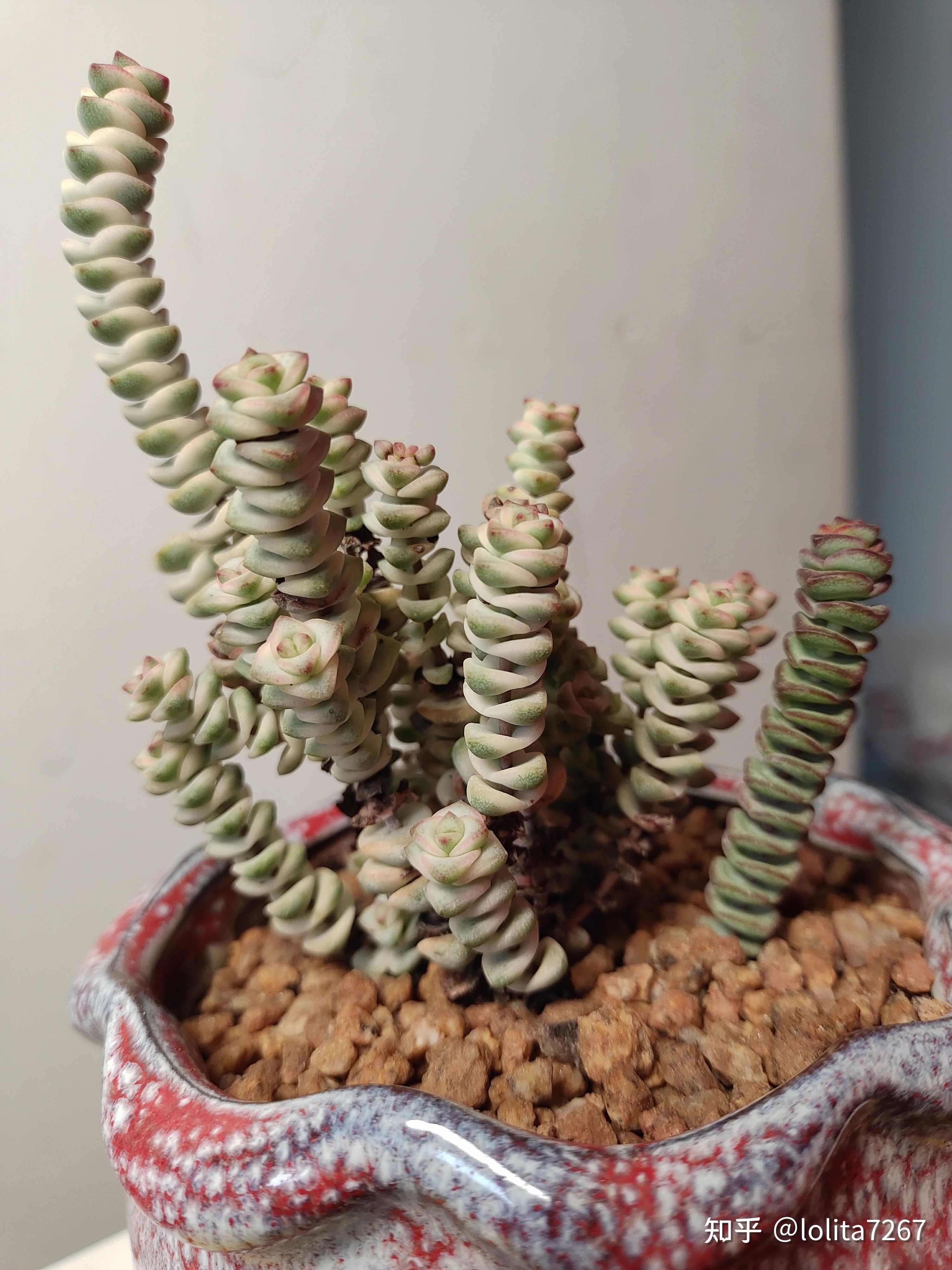 这颗钱串是药锦吗