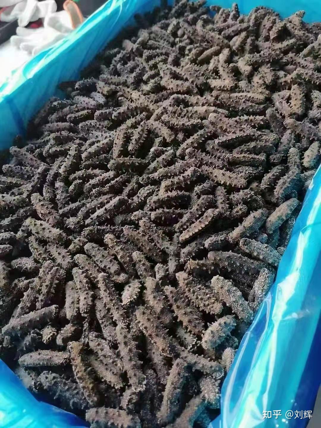 这种干海参好吗