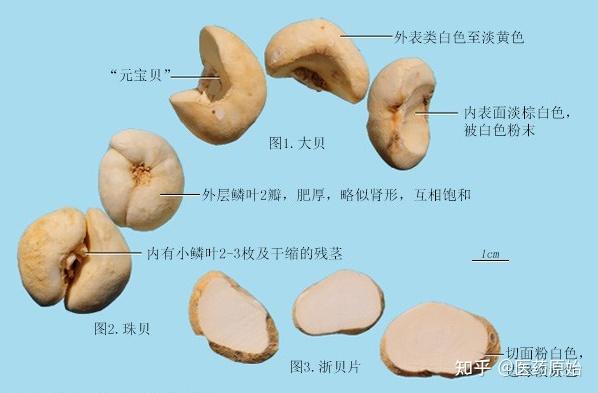 川贝母和浙贝母的区别图片