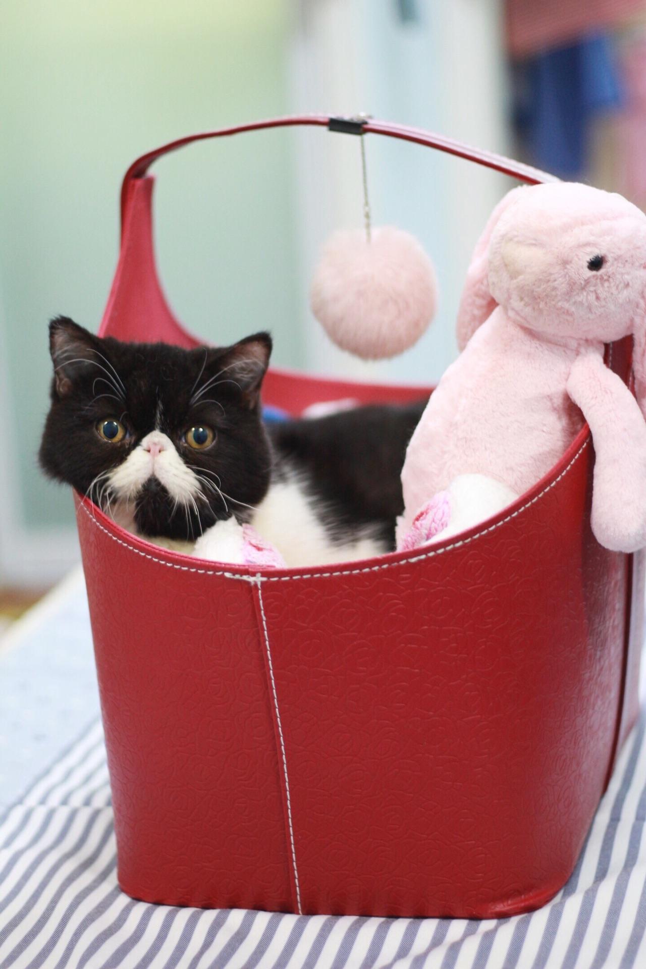 怎样清理加菲猫的泪痕? - Bishop 的回答