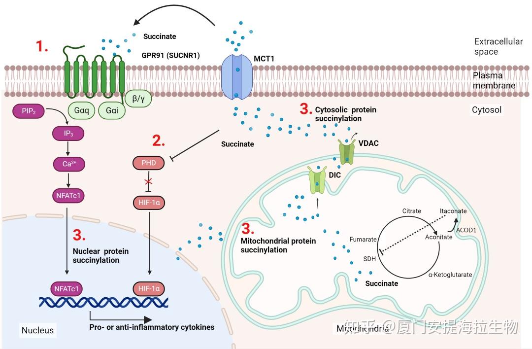 琥珀酰化专题|《Explor Target Antitumor Ther》的(DOI:10.37349/etat.2023.00196)蛋白质 ...