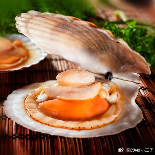 扇贝那些不能不知道的知识