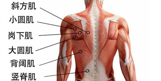筋膜放松实战篇二别让斜方肌紧张影响了你的好身材关于臀部肌群以及肩