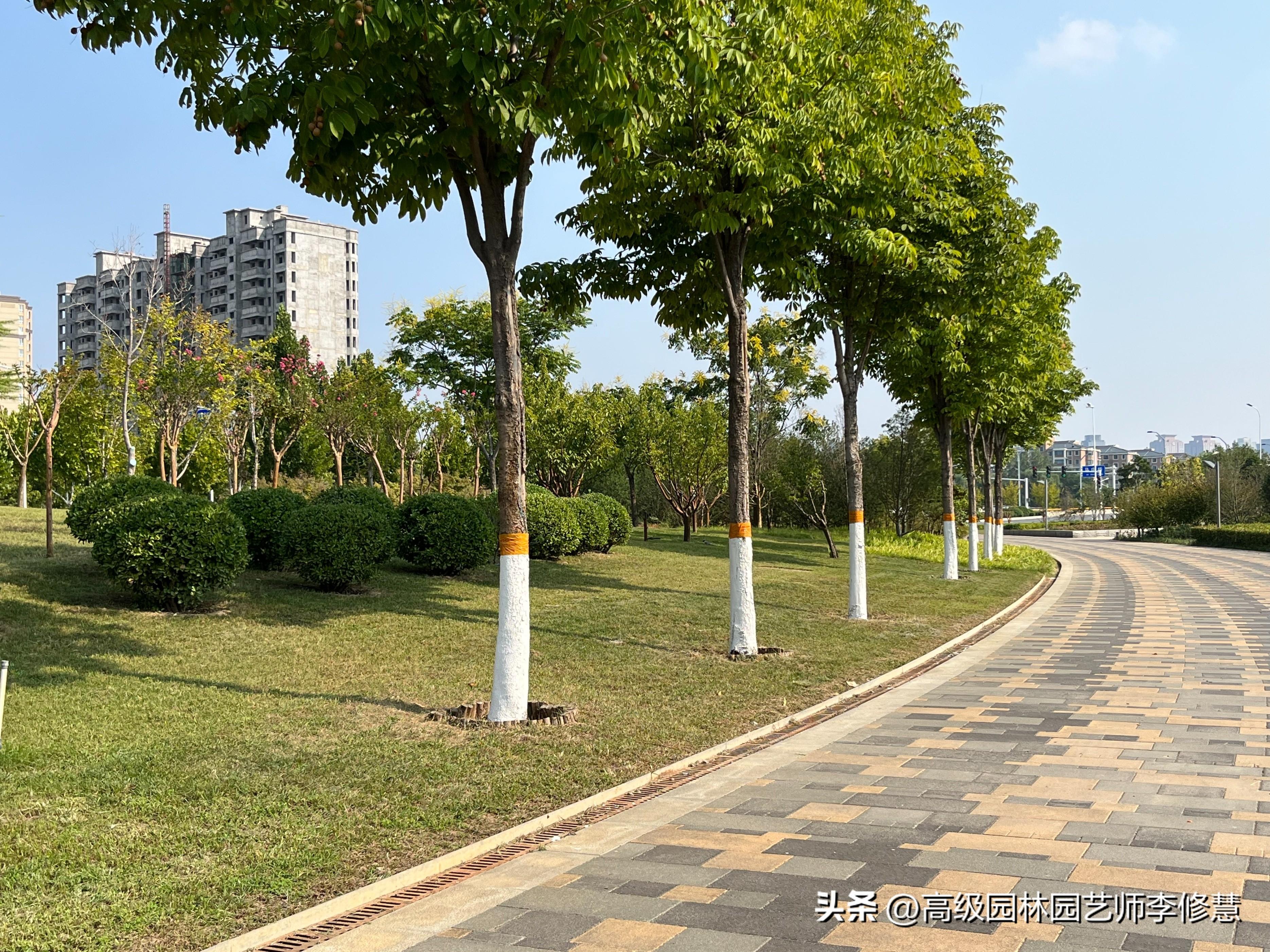 行道树的修剪技术和标准