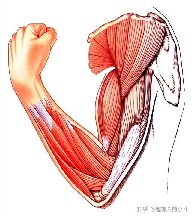 横纹肌肌原纤维图片