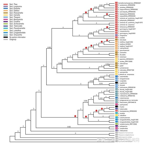 山茶属植物系统发育和基因树冲突研究 - 知乎