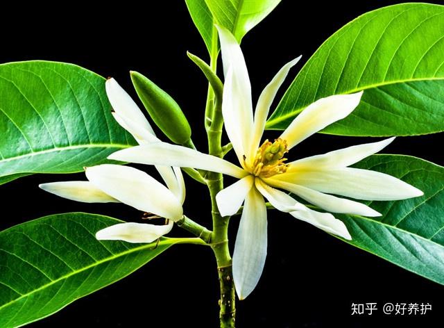庭院十大香花树,你喜欢哪一种? - 知乎