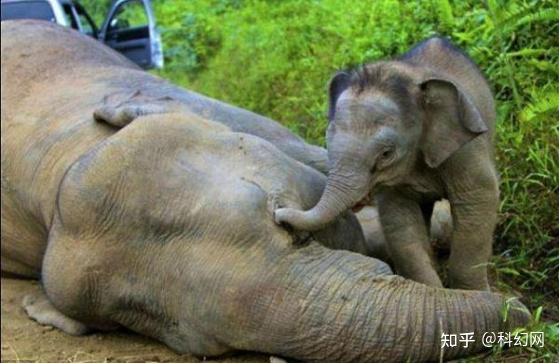 亞洲大象會哀悼死亡同胞面對死亡動物也有人類情感