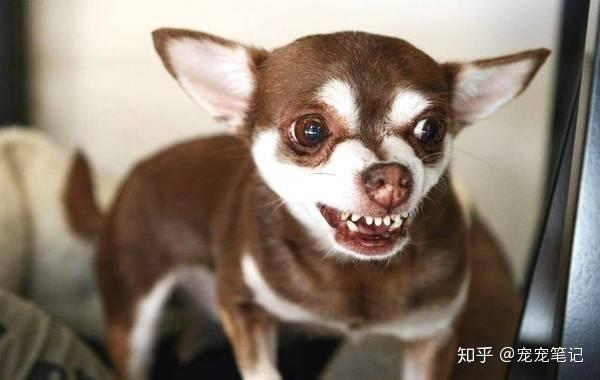 狗狗行为学——社会地位与人犬行为的关系 - 知乎