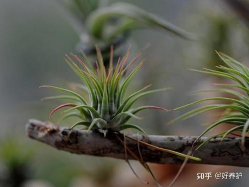 千万别养空气凤梨,要不然... - 知乎